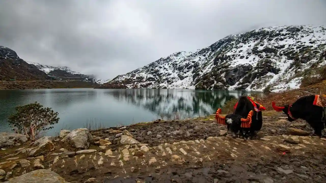 snowfall in sikkim