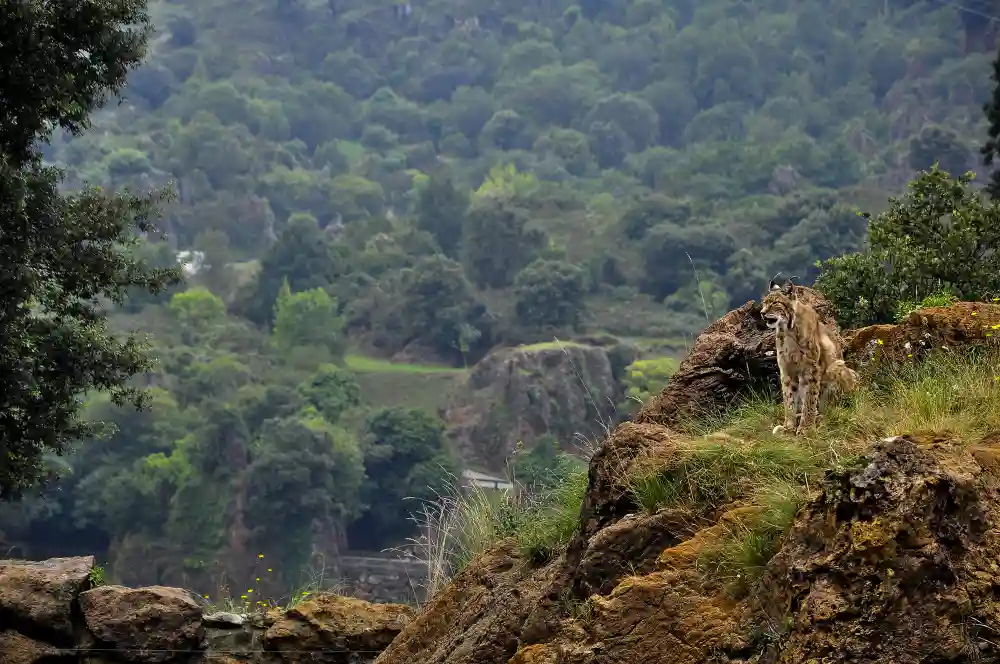 Balpakram National Park.webp
