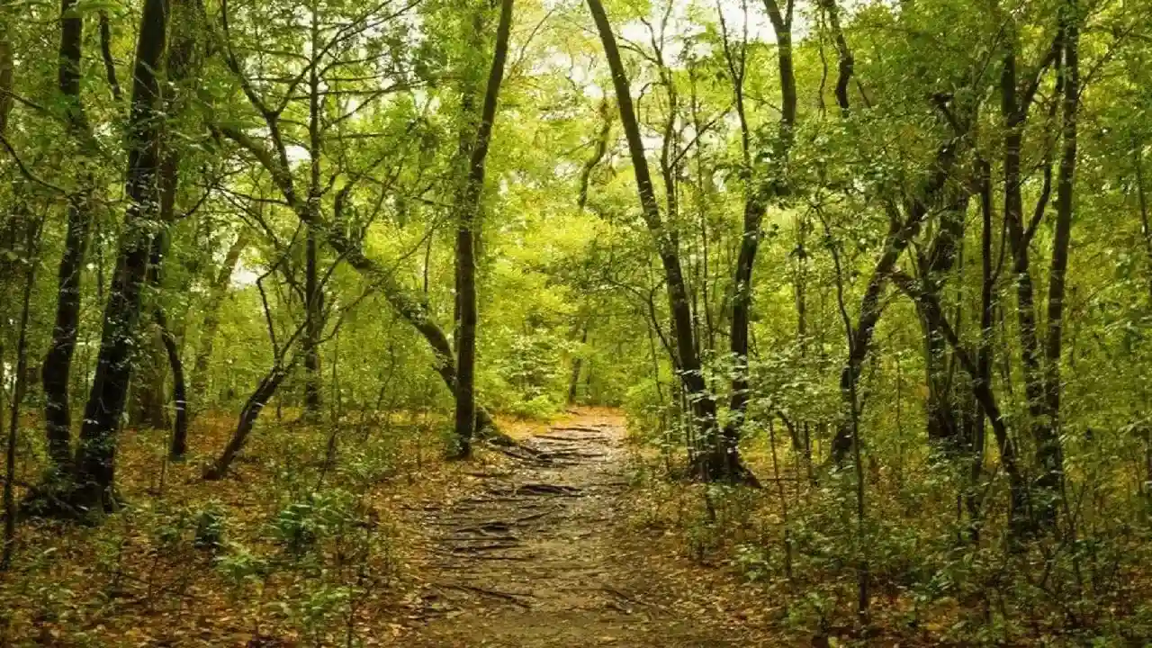 Mawphlang Sacred Forest